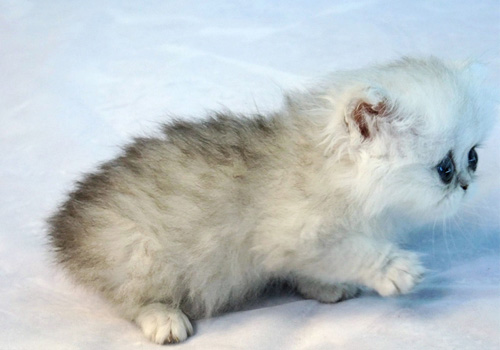 金吉拉貓怎么養(yǎng) 如何喂養(yǎng)金吉拉貓咪