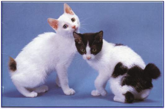 日本短尾貓好養(yǎng)嗎 短尾貓飼養(yǎng)方法