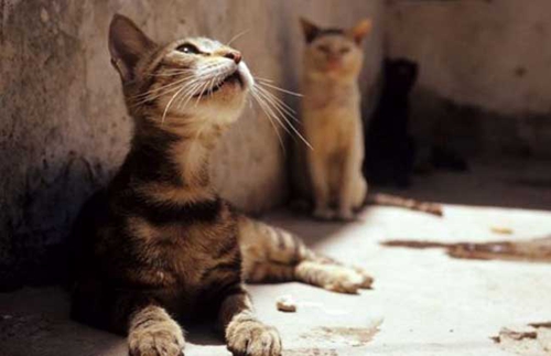 埃及貓如何喂養(yǎng) 埃及貓喂養(yǎng)要點