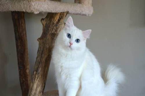 安哥拉貓怎么養(yǎng) 安哥拉貓養(yǎng)護心得