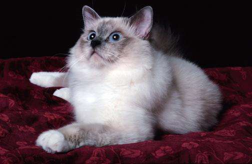 威爾斯貓?jiān)趺答B(yǎng) 威爾斯貓飼養(yǎng)方法