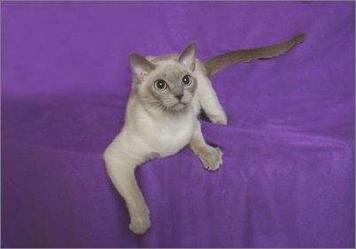 東奇尼貓怎么修毛 東奇尼貓修毛方法