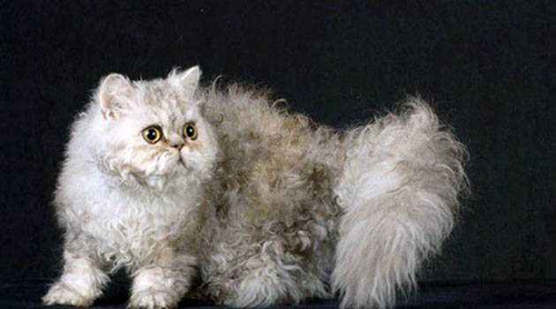 塞爾凱克卷毛貓?jiān)趺答B(yǎng) 塞爾凱克卷毛貓養(yǎng)護(hù)手冊(cè)