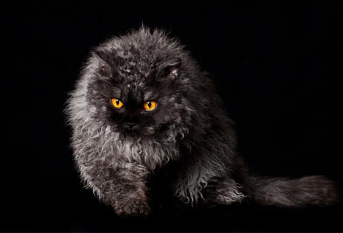 塞爾凱克卷毛貓吃什么 塞爾凱克卷毛貓喂食指南