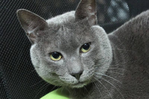 科拉特貓毛發(fā)怎么護理 科拉特貓毛發(fā)護理技巧