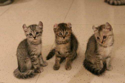 美國卷耳貓好養(yǎng)嗎 卷耳貓飼養(yǎng)要點(diǎn)