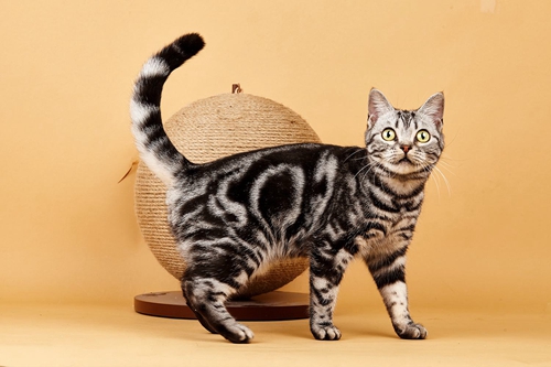 美國短毛貓?jiān)趺答B(yǎng) 美短正確飼養(yǎng)方法