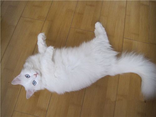 土耳其安哥拉貓粘人嗎 安哥拉貓習(xí)性介紹