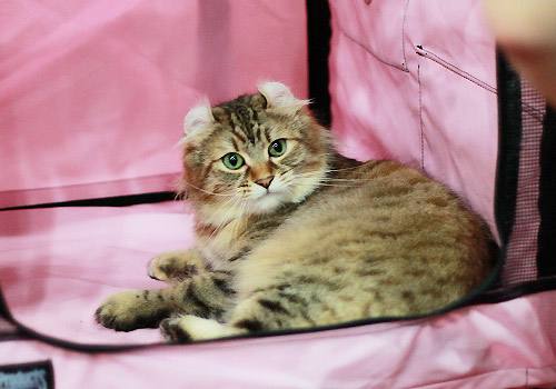 美國卷耳貓禁吃食物有哪些 美國卷耳貓禁吃食物匯總