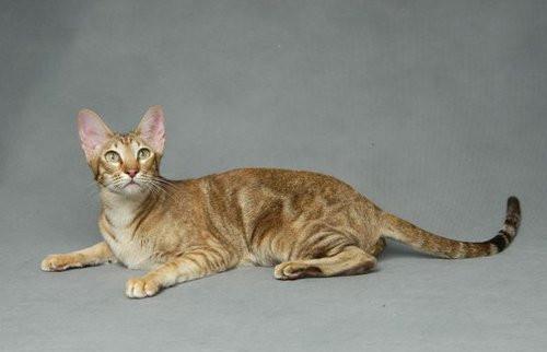 東方短毛貓?jiān)趺答B(yǎng) 東方短毛貓飲食注意事項(xiàng)