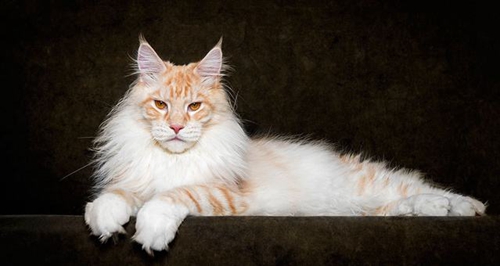 西伯利亞貓?jiān)趺聪丛?西伯利亞森林貓多久洗一次澡