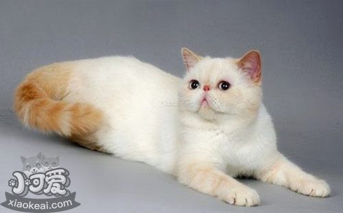 如何養(yǎng)胖加菲貓 加菲貓飼養(yǎng)注意事項