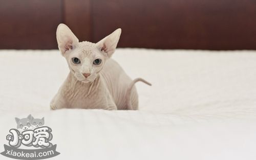 加拿大無毛貓性格怎么樣 加拿大無毛貓性格介紹