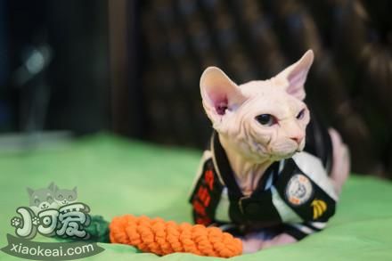 斯芬克斯貓為什么無(wú)毛 加拿大無(wú)毛貓介紹