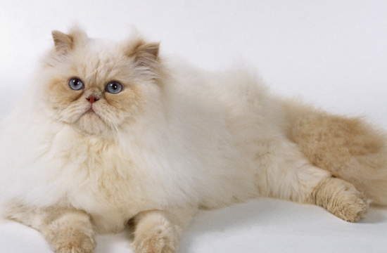 波斯貓喂食需要注意什么 健康波斯貓喂養(yǎng)攻略