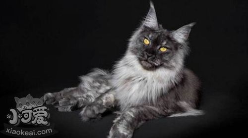 緬因貓掉毛怎么辦 緬因貓掉毛解決辦法