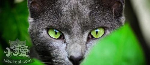 俄羅斯藍(lán)貓不能吃什么 俄羅斯藍(lán)貓喂食注意事項(xiàng)