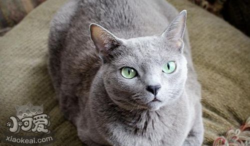 俄羅斯藍(lán)貓怎么洗澡 藍(lán)貓洗澡方法