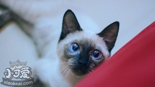 暹羅貓愛吃什么 暹羅貓喜愛食物介紹