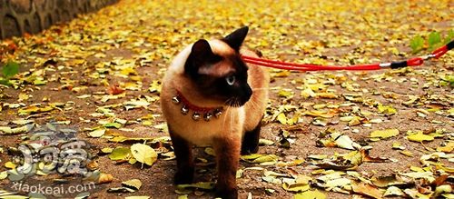 怎么飼養(yǎng)暹羅貓 暹羅貓飼養(yǎng)小技巧