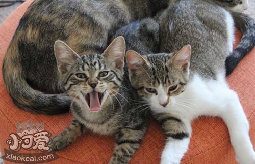 養(yǎng)中國貍花貓應(yīng)該注意什么 中國貍花貓飼養(yǎng)注意事項(xiàng)