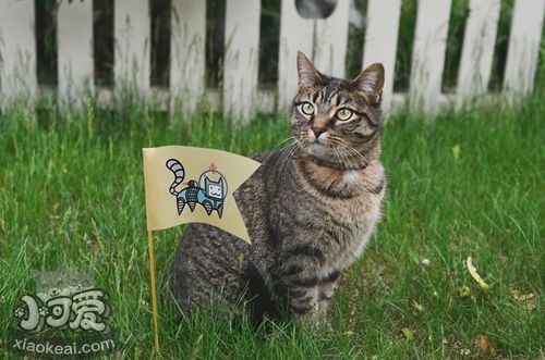 中國貍花貓多久洗一次澡 貍花貓洗澡手冊