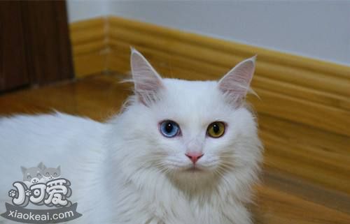 山東獅子貓吃什么好 飼喂貓咪不能太隨意