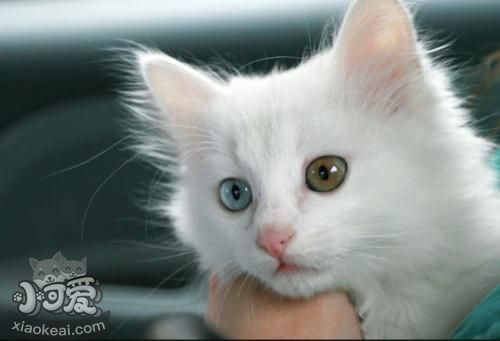 幼貓能吃魚嗎 山東獅子貓幼貓喂食禁忌