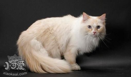 襤褸貓能吃蛋白嗎 襤褸貓飼養(yǎng)經(jīng)驗(yàn)