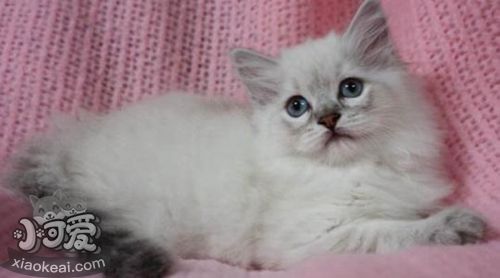 襤褸貓性格怎么樣 襤褸貓性格介紹