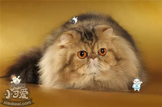 襤褸幼貓不能吃什么 襤褸幼貓喂養(yǎng)技巧