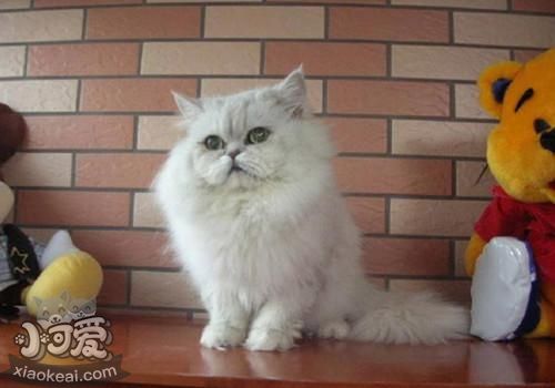 幼貓能吃罐頭嗎 襤褸貓多大可以吃罐頭