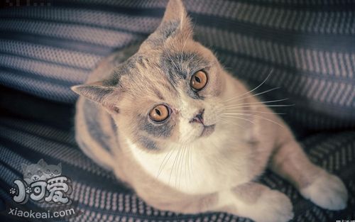 怎么挑選美國短毛貓的貓糧 美短貓糧選擇