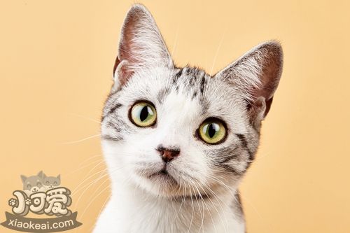 貓的類型及其相處方式 不同類型的貓相處方式也不一樣4