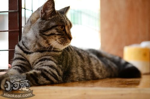 貓的類型及其相處方式 不同類型的貓相處方式也不一樣5