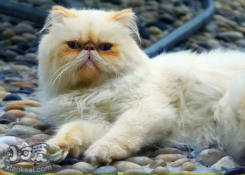 喜馬拉雅貓?jiān)趺答B(yǎng) 喜馬拉雅貓養(yǎng)護(hù)知識(shí)