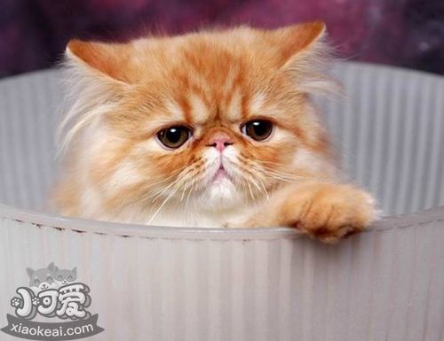 喜馬拉雅貓性格怎么樣 喜馬拉雅貓性格介紹