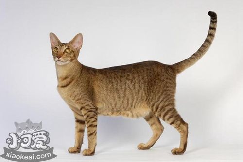 東方短毛貓性格如何 嫉妒心較強(qiáng)的貓