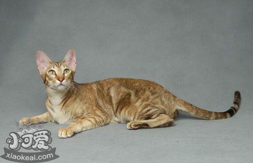 東方短毛貓尾巴怎么洗 貓咪尾巴清洗方法