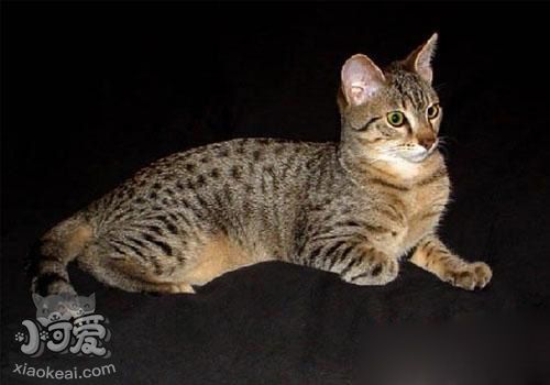 埃及貓吃什么 埃及貓喂食經(jīng)驗