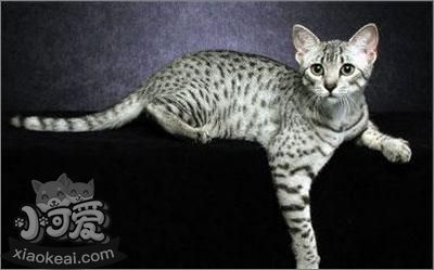 埃及貓性格好不好 埃及貓性格介紹