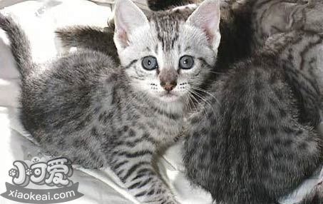 埃及貓掉毛怎么辦 埃及貓毛發(fā)護(hù)理方法