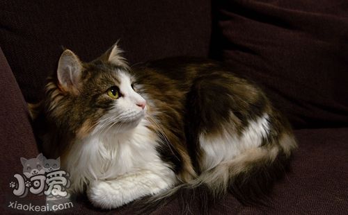 挪威森林貓吃什么 挪威森林貓喂食要點(diǎn)