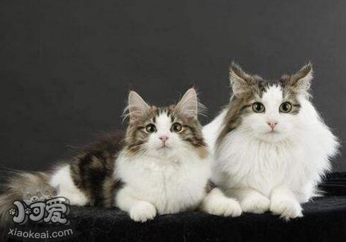 挪威森林貓好養(yǎng)嗎 飼養(yǎng)注意事項