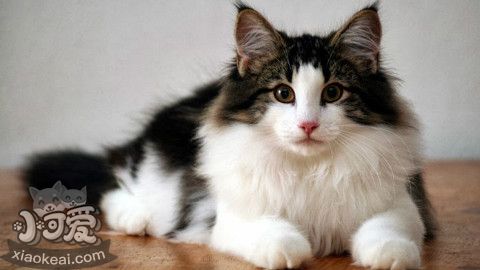 挪威森林貓幼貓一天吃幾頓 定時定量喂養(yǎng)