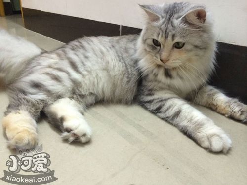 挪威森林貓掉毛嚴(yán)重嗎 挪威森林貓飼養(yǎng)細(xì)節(jié)