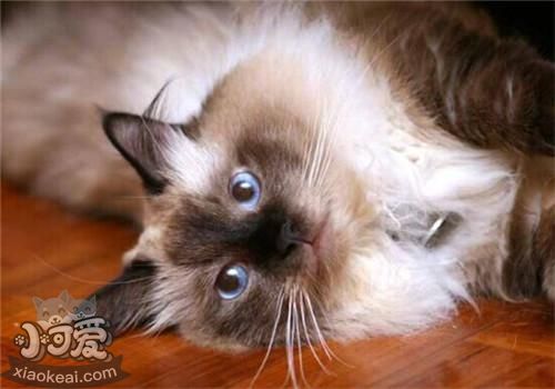 伯曼貓吃什么 伯曼貓喂養(yǎng)要求