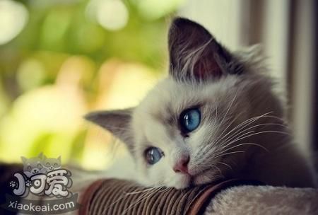 伯曼貓好養(yǎng)嗎 伯曼貓飼養(yǎng)注意事項