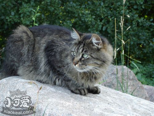 西伯利亞貓怎么養(yǎng) 貓咪生活習性介紹