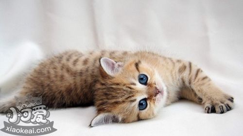 西伯利亞森林貓好養(yǎng)嗎 西伯利亞貓養(yǎng)護(hù)知識